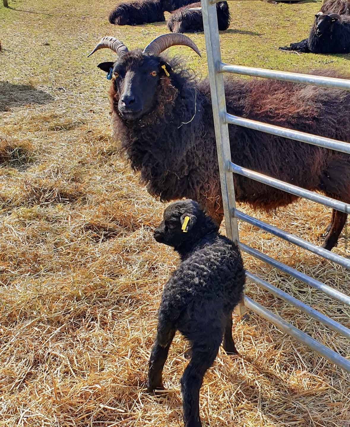 Black Hebridean Sheep at Honeydale Farm